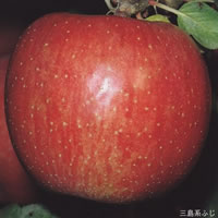 �O���n�ӂ�