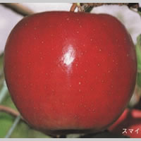 �X�}�C������