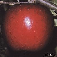 ���J�g��